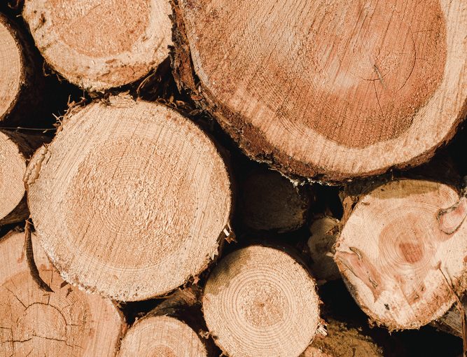 Tartak – Źródło Doskonałego Drewna: Buduj Z Radością i Odpornością.